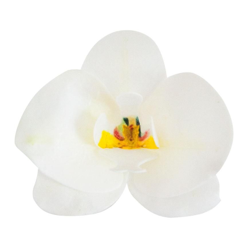 Oblátková orchidea biela - 10ks