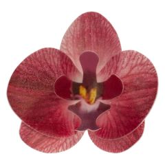 Oblátková orchidea bordová - 10ks Oblátková orchidea bordová - 10ks