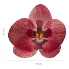 Oblátková orchidea bordová - 10ks