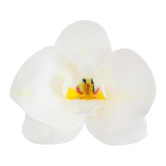 Oblátková orchidea biela - 10ks