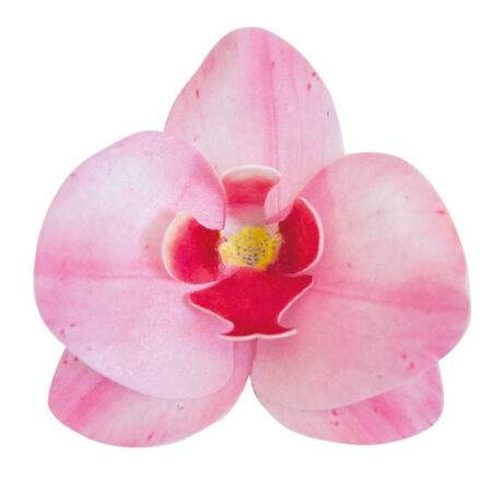 Oblátková orchidea ružová - 10ks