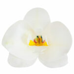 Oblátková orchidea biela – 10ks