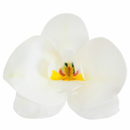 Oblátková orchidea biela - 10ks