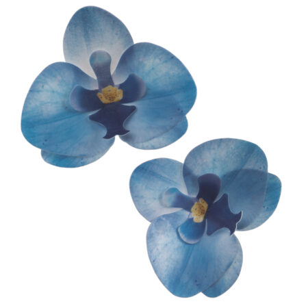 Oblátková orchidea modrá - 10ks