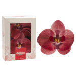 Oblátková orchidea bordová – 10ks