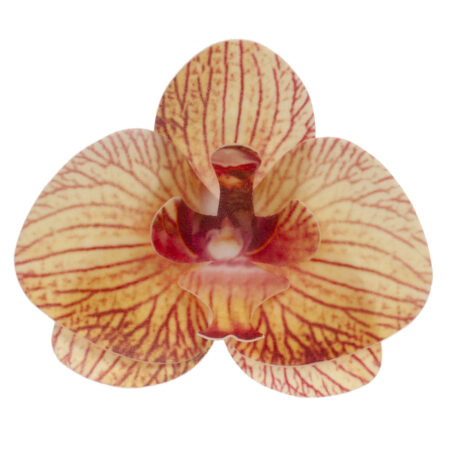Oblátková orchidea oranžová - 10ks