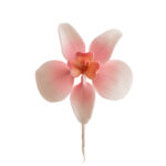 Sada cukrových orchideí 20ks