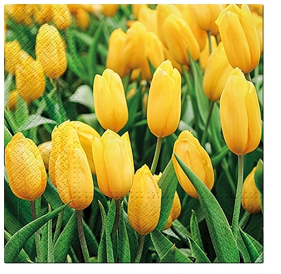Papierové servítky s motívom jarných žltých tulipánov